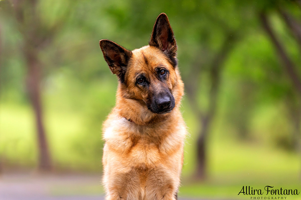 German Shepherd Rescue 2019 calendar photo session 