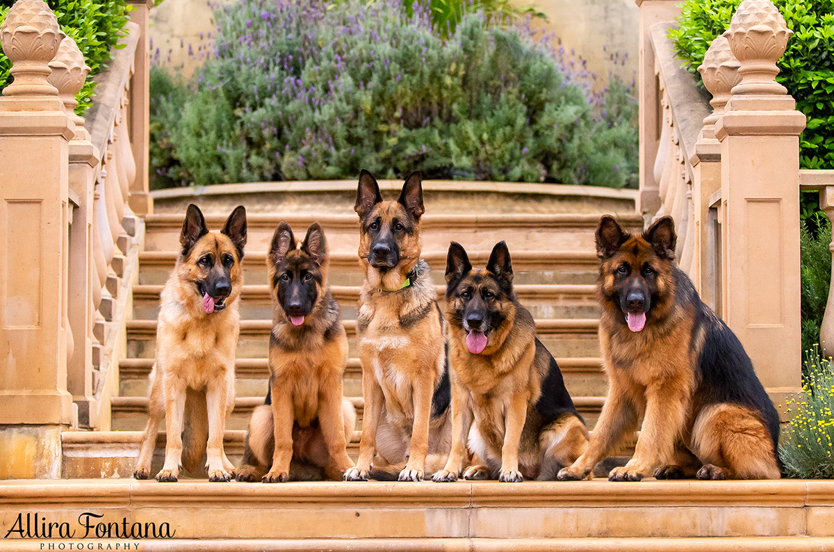 German Shepherd Rescue 2019 calendar photo session 