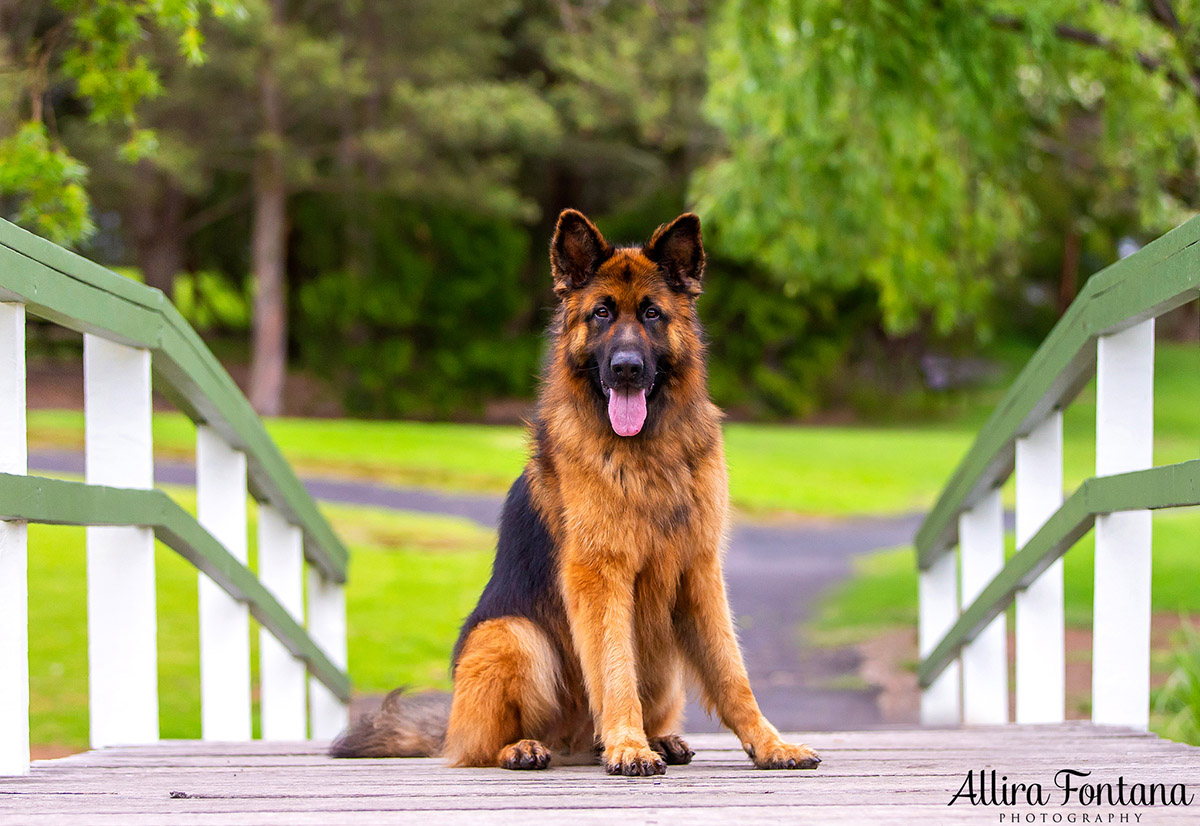 German Shepherd Rescue 2019 calendar photo session 