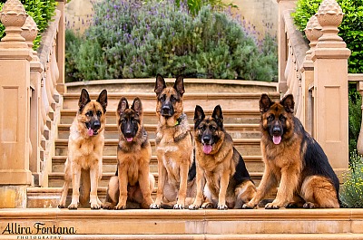 German Shepherd Rescue 2019 calendar photo session