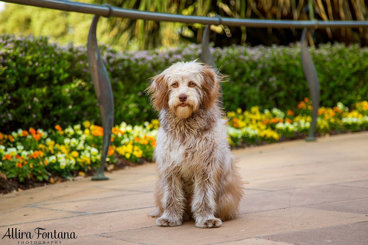 Poppy's photo session Centennial Park 