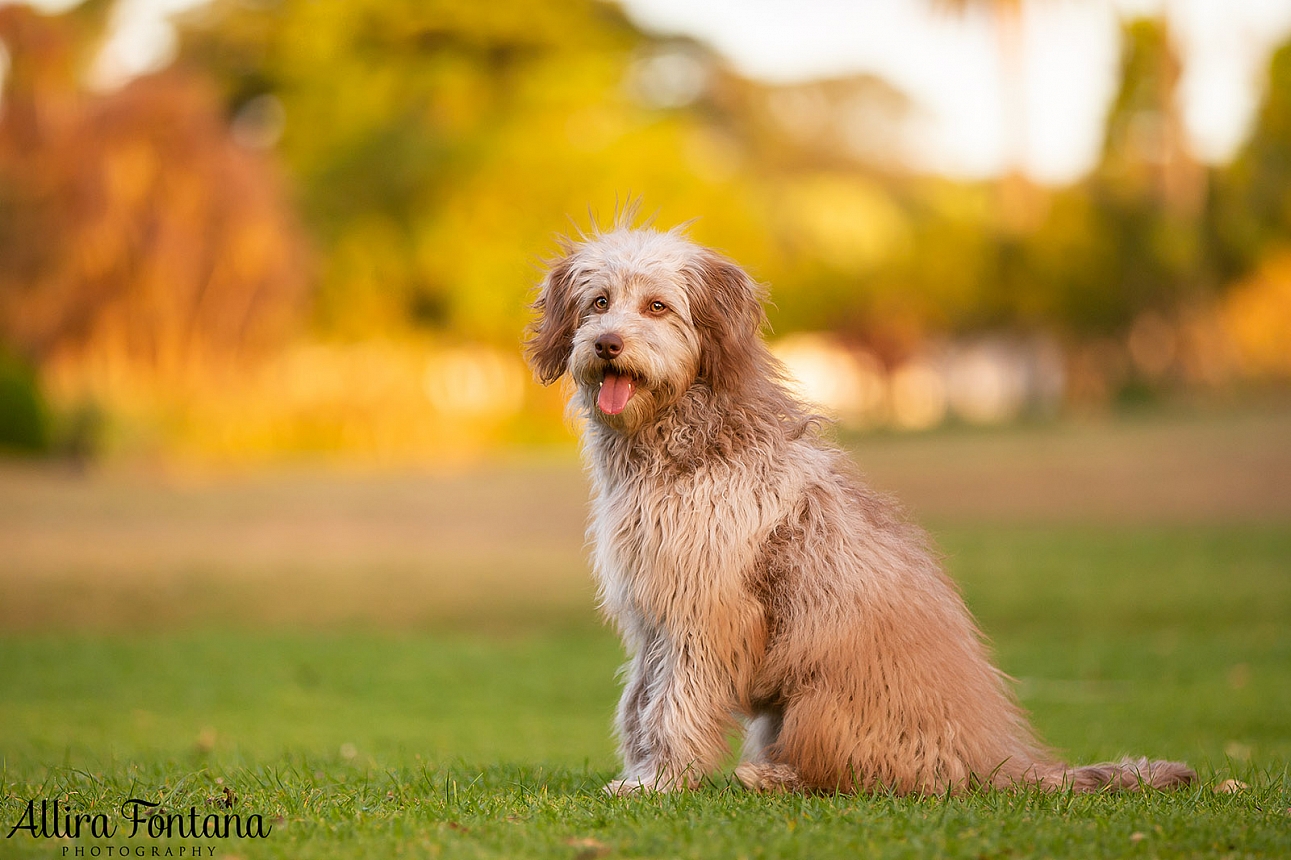 Poppy's photo session Centennial Park 