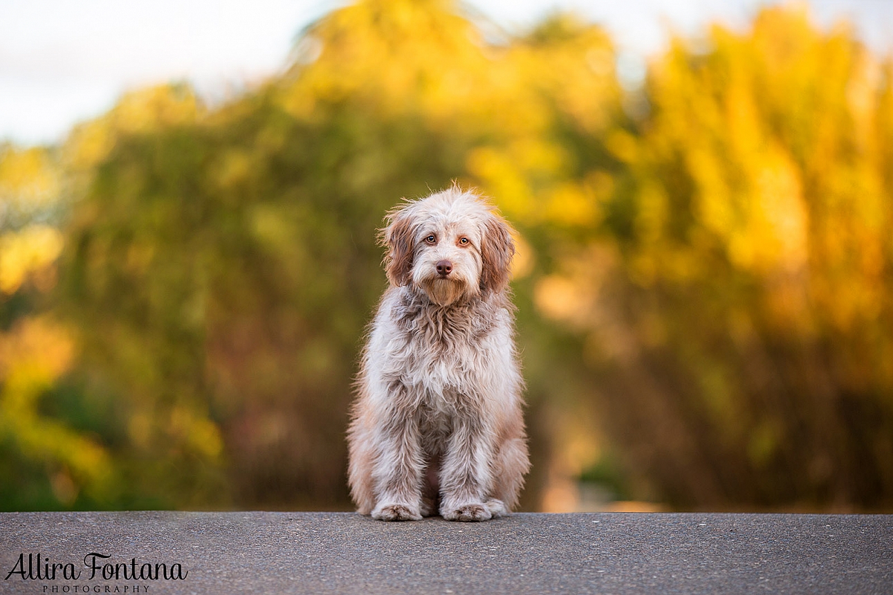 Poppy's photo session Centennial Park 