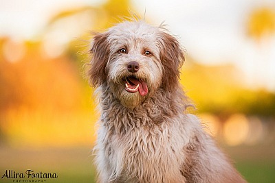 Poppy's photo session Centennial Park