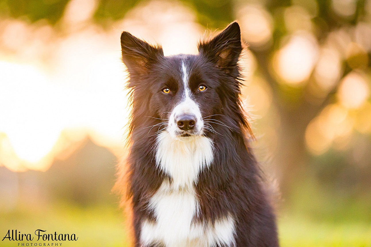 Roit, Riley and Rusty's photo session at Governor Phillip Park 