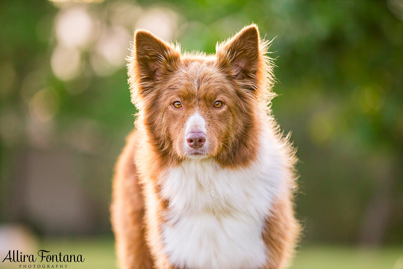 Roit, Riley and Rusty's photo session at Governor Phillip Park 