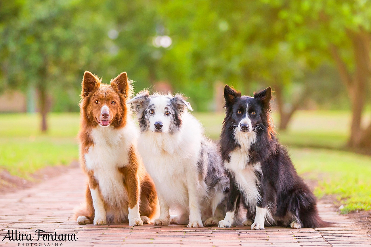 Roit, Riley and Rusty's photo session at Governor Phillip Park 