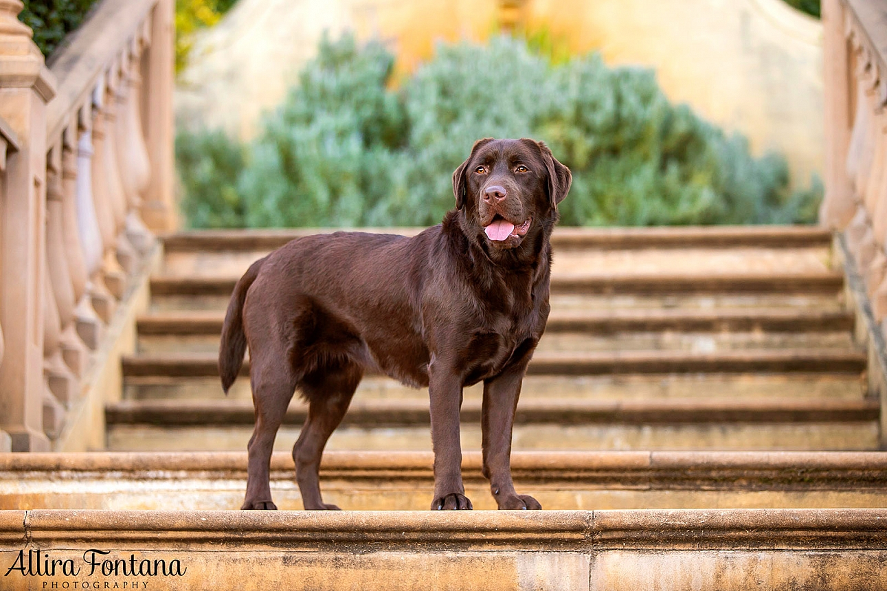 Coco's photo session at Fagan Park 