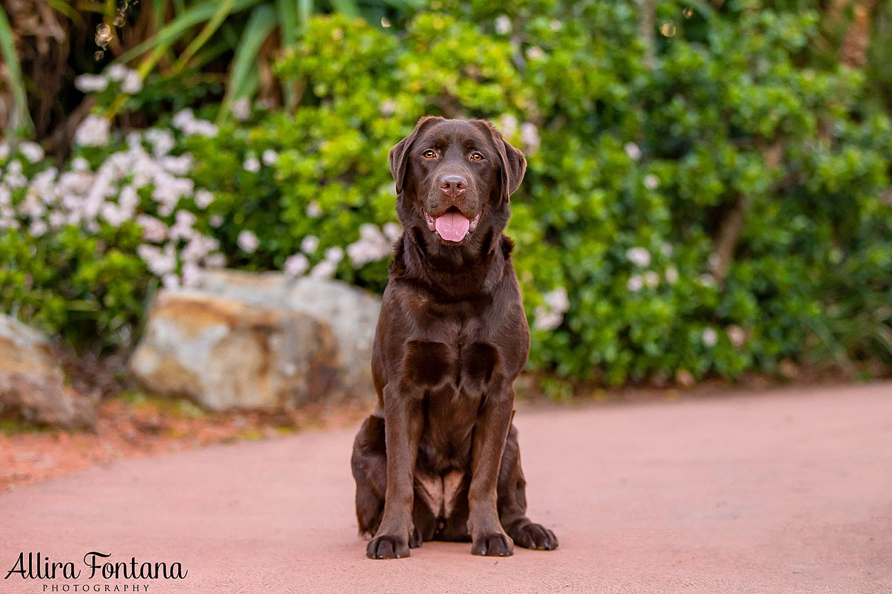 Coco's photo session at Fagan Park 