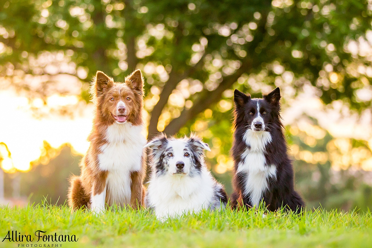 Roit, Riley and Rusty's photo session at Governor Phillip Park 