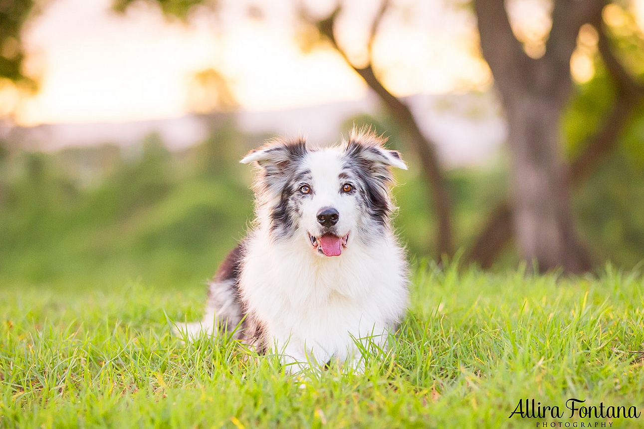 Roit, Riley and Rusty's photo session at Governor Phillip Park 