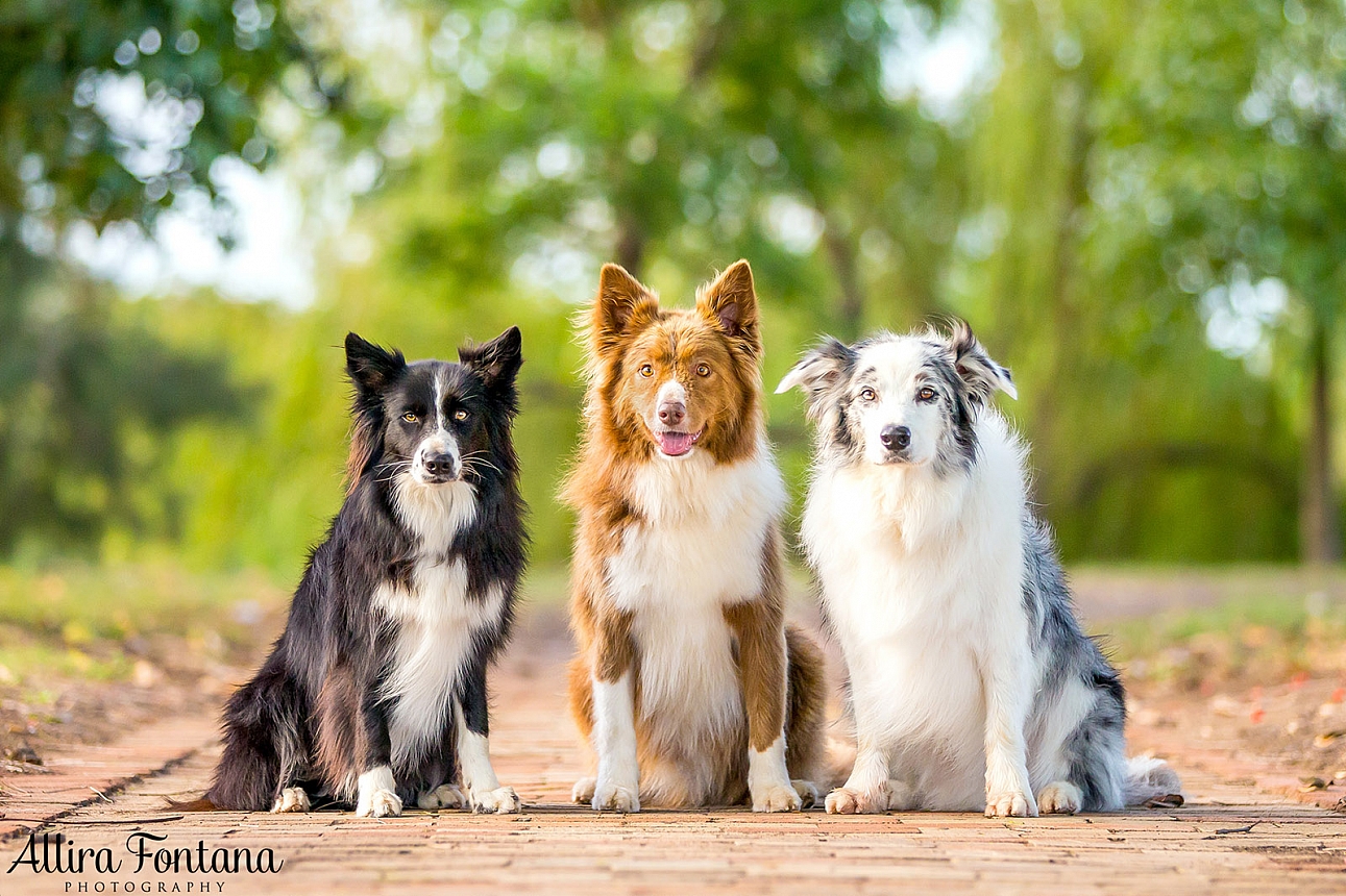 Roit, Riley and Rusty's photo session at Governor Phillip Park 