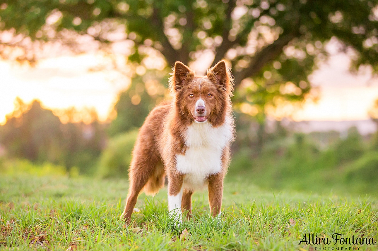 Roit, Riley and Rusty's photo session at Governor Phillip Park 