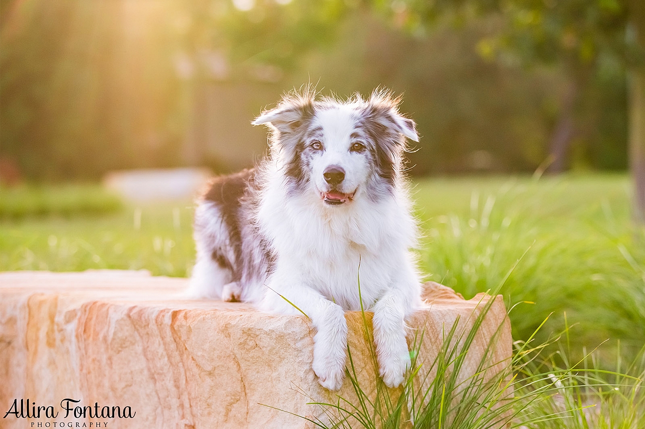 Roit, Riley and Rusty's photo session at Governor Phillip Park 