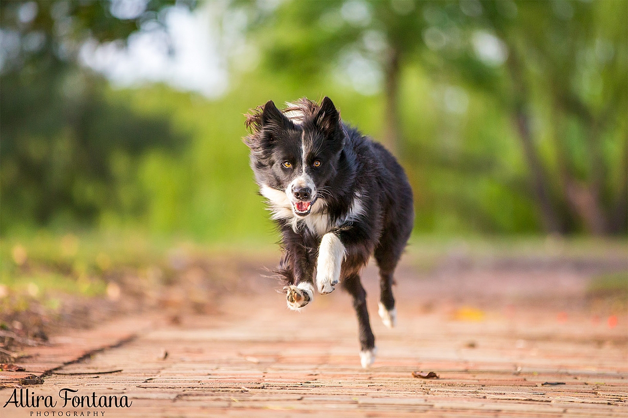 Roit, Riley and Rusty's photo session at Governor Phillip Park 