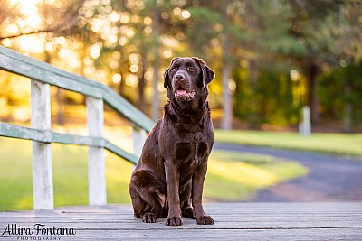 Coco's photo session at Fagan Park