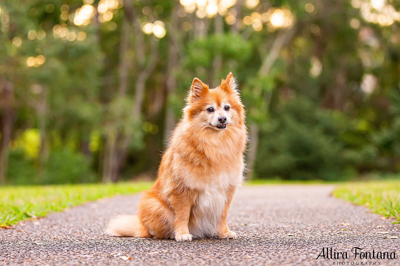 Lola's photo session at Castle Hill Heritage Park