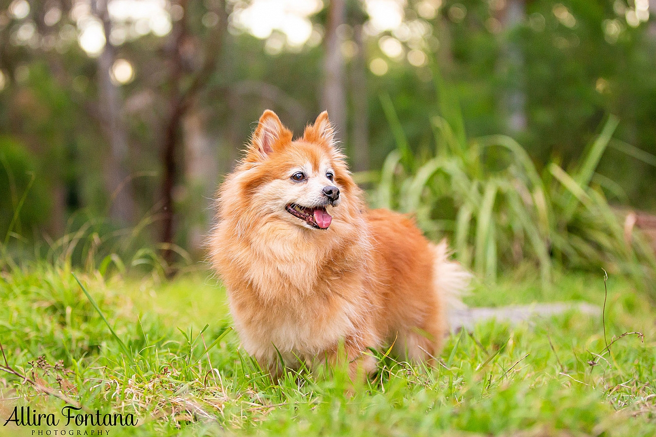 Lola's photo session at Castle Hill Heritage Park
