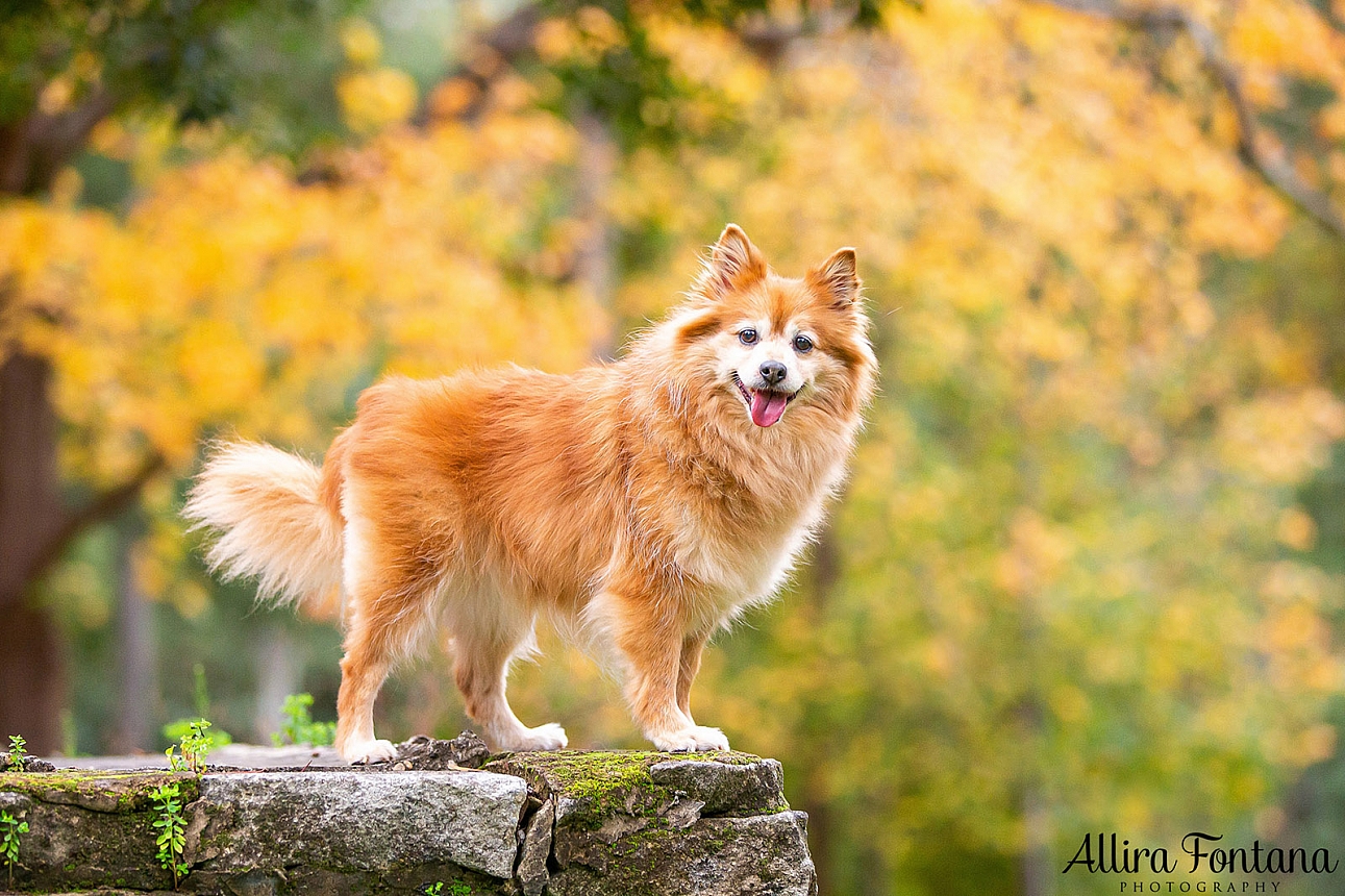 Lola's photo session at Castle Hill Heritage Park