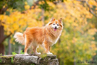 Lola's photo session at Castle Hill Heritage Park