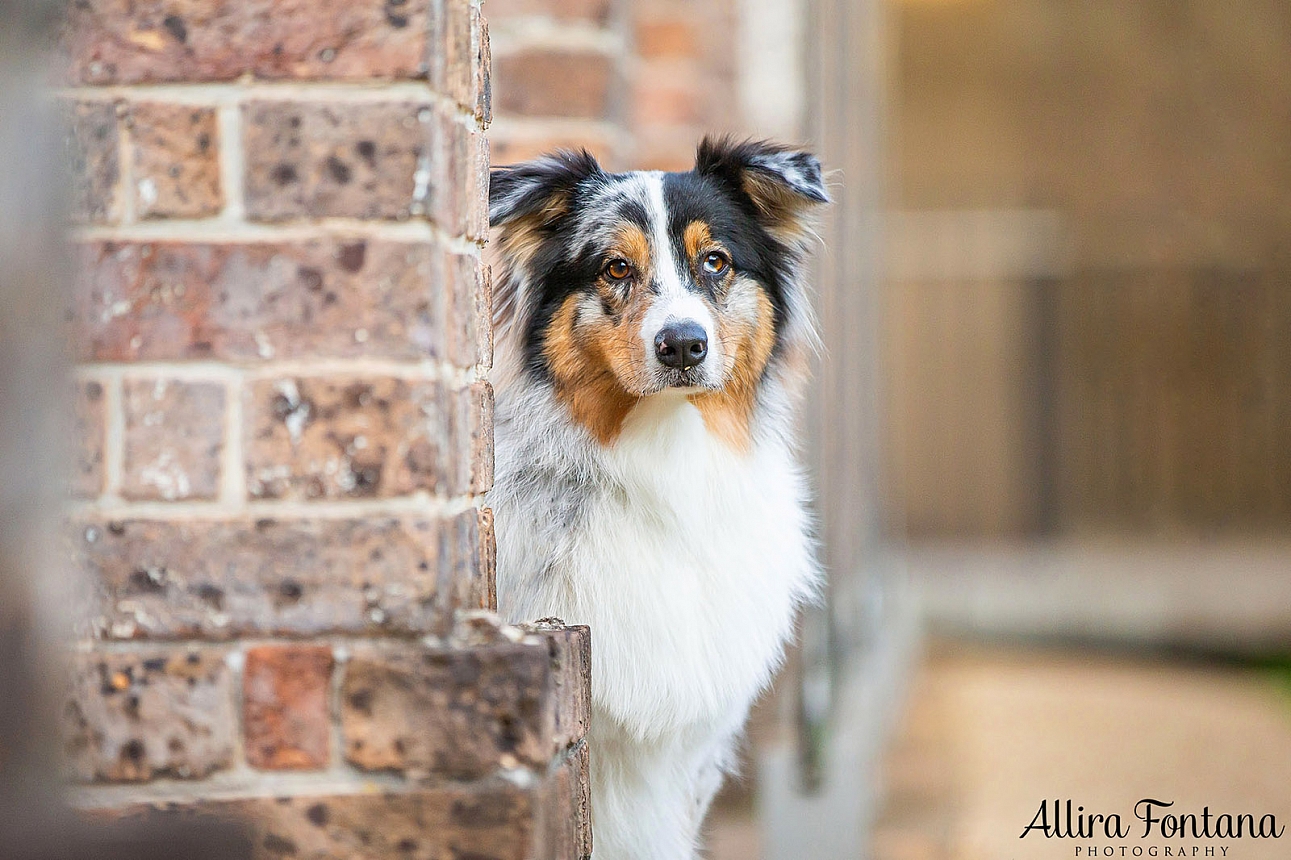 Winnie's photo session at Paddington Reservoir Gardens