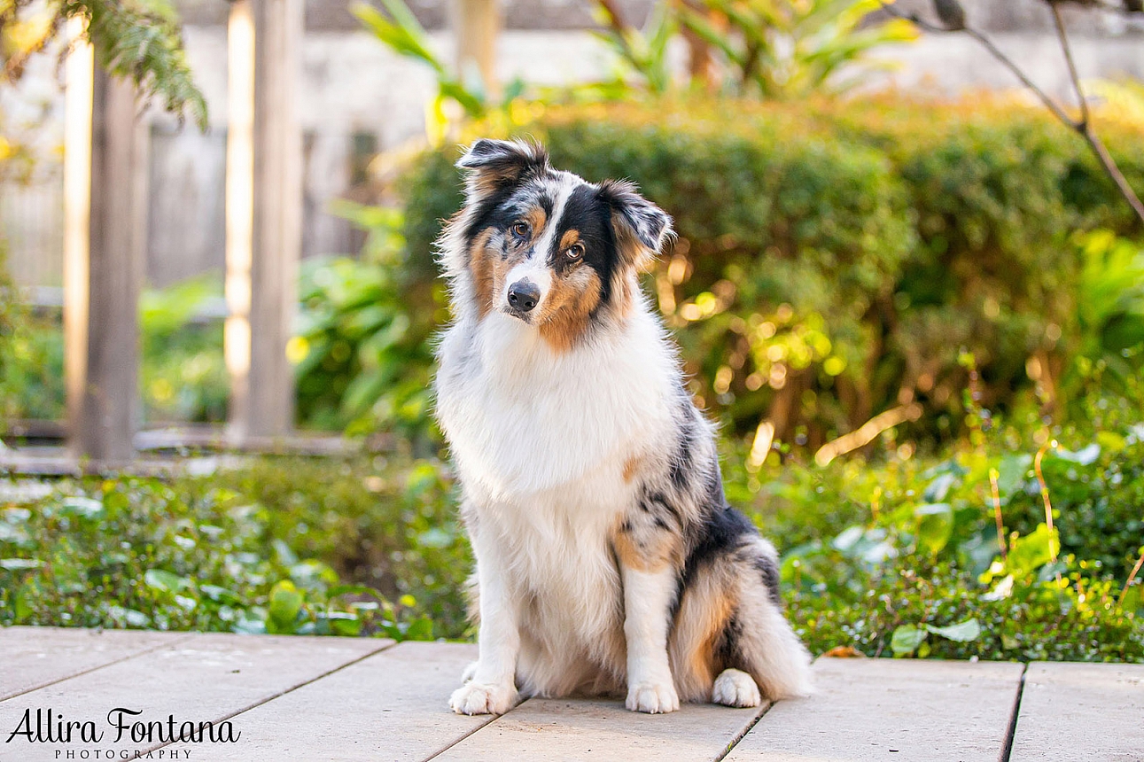 Winnie's photo session at Paddington Reservoir Gardens