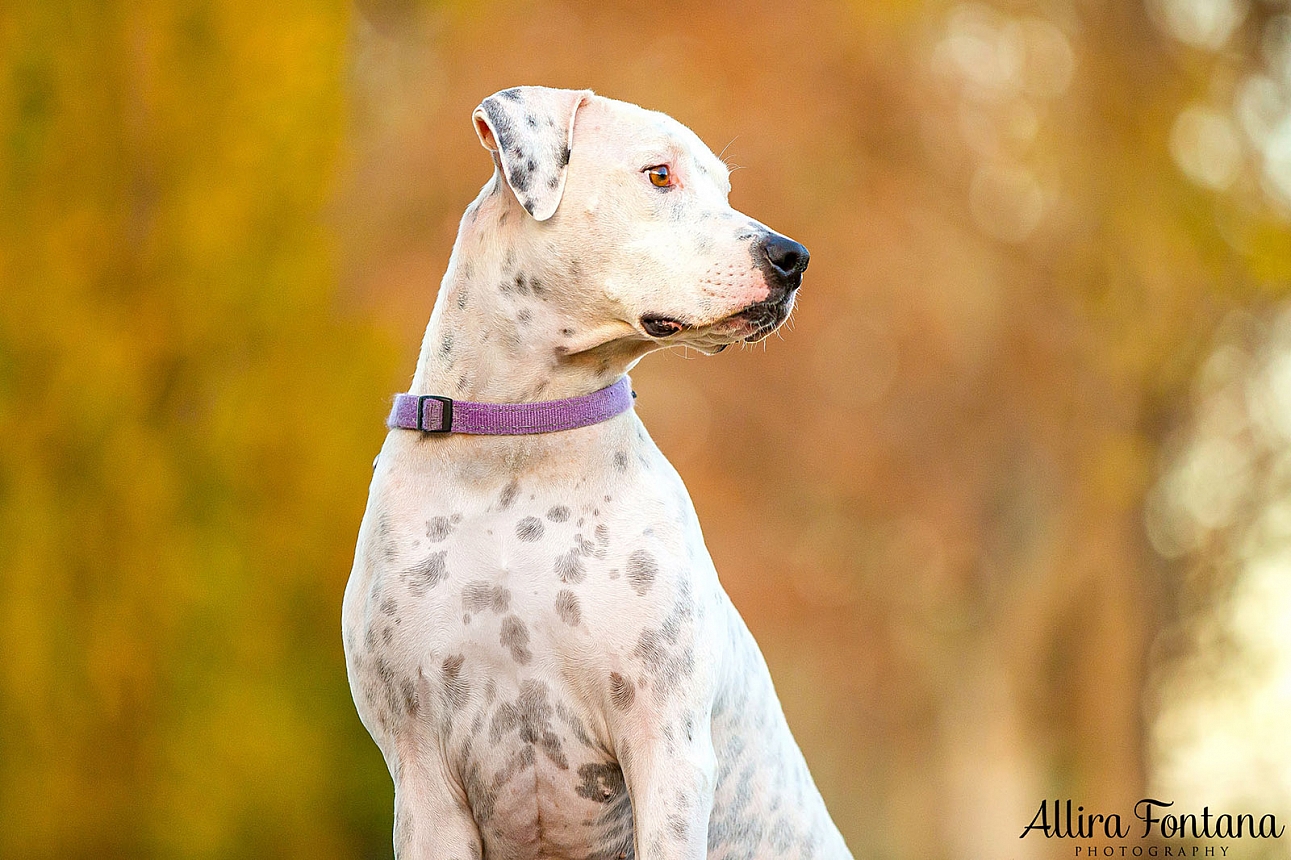 Pepper's photo session at Tench Park