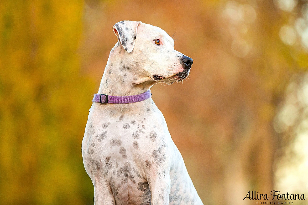 Pepper's photo session at Tench Park 