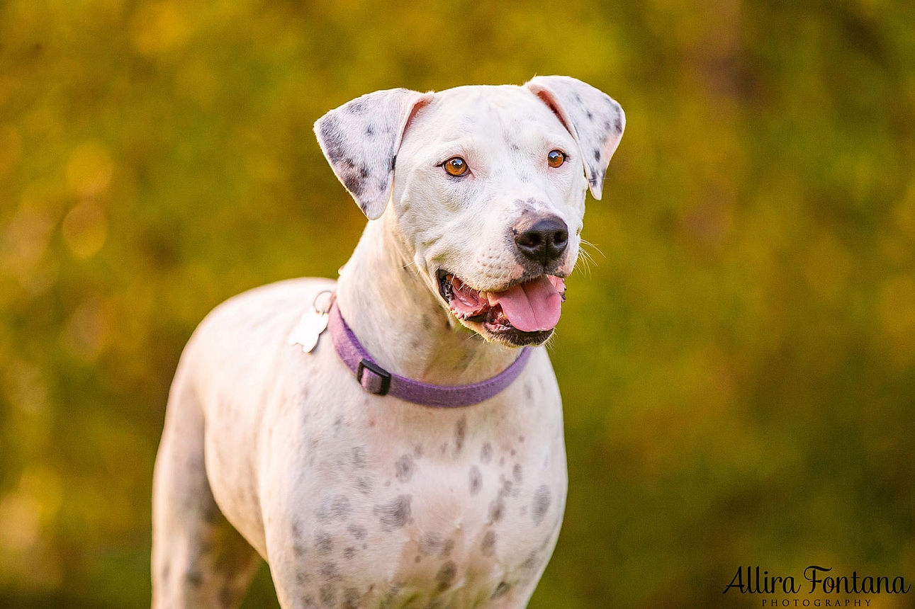 Pepper's photo session at Tench Park