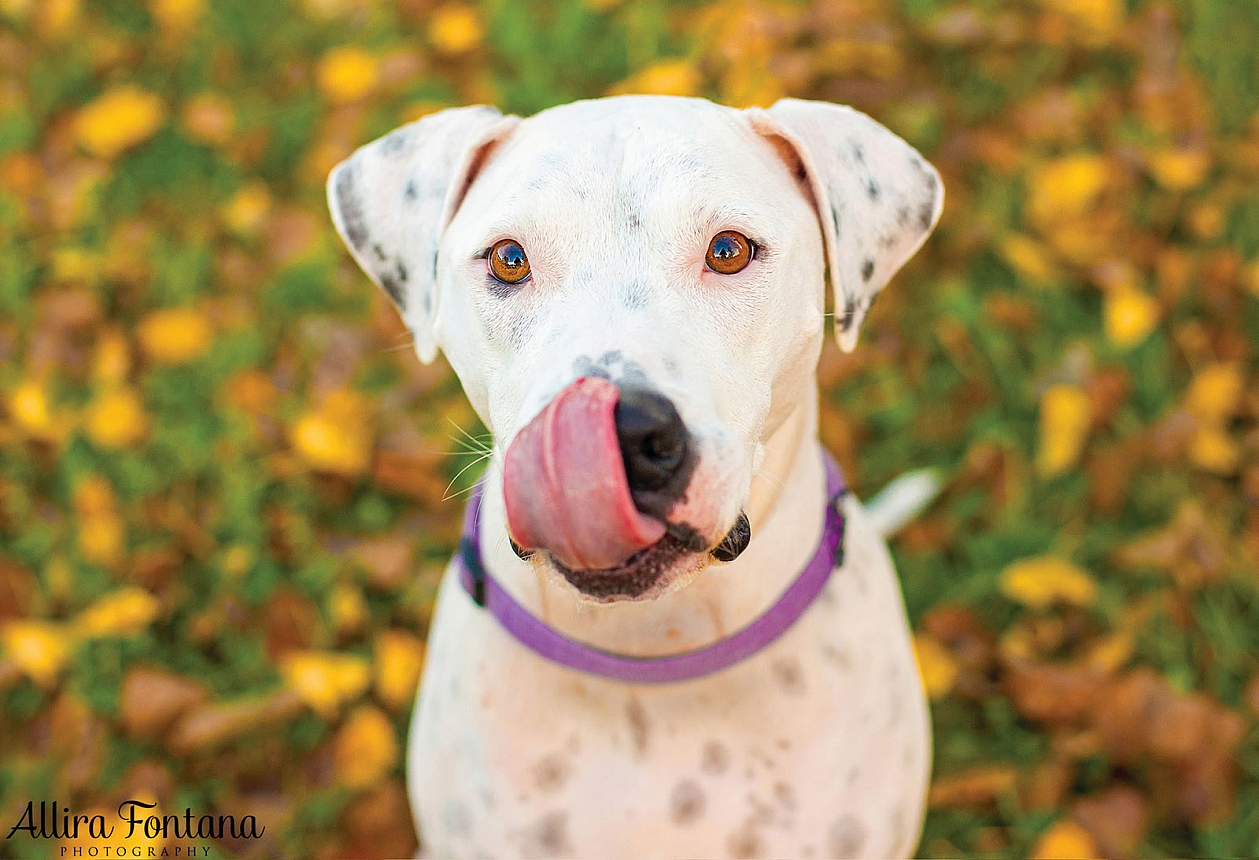 Pepper's photo session at Tench Park 