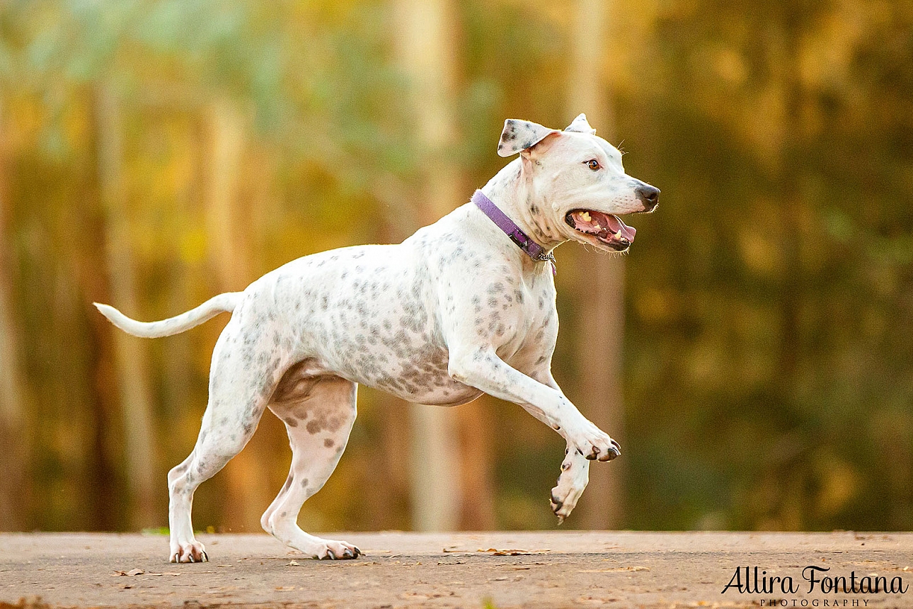 Pepper's photo session at Tench Park