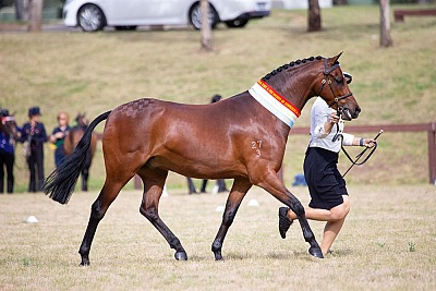 NSW All Welsh Show 2019