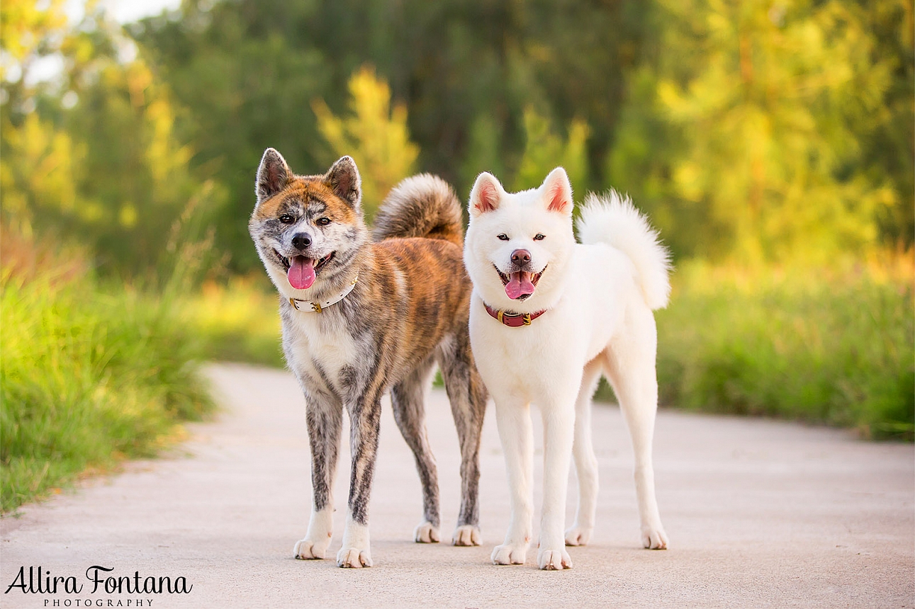 Sakura and Nobu's photo session at Lakes Edge Park 