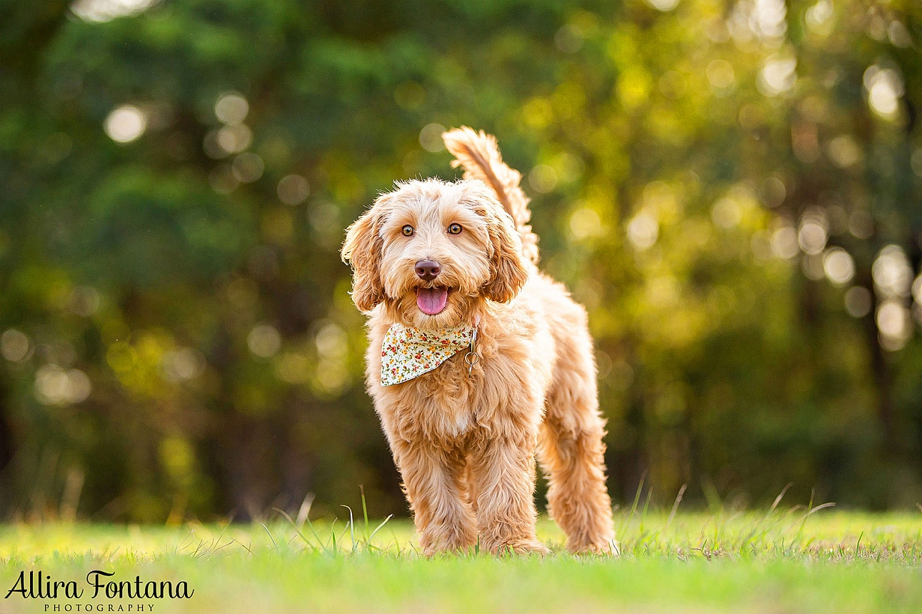 Fern's photo sesion at Fagan Park 