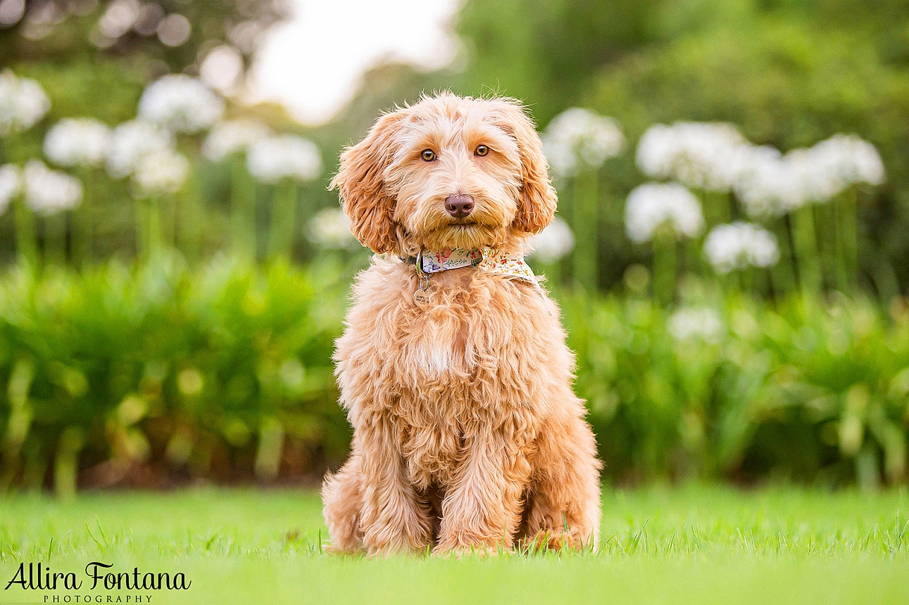 Fern's photo sesion at Fagan Park 