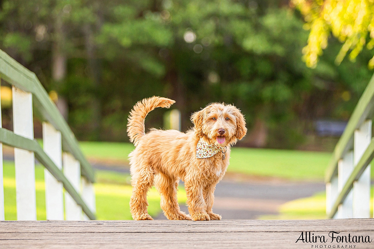 Fern's photo sesion at Fagan Park 