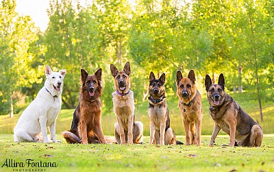 German Shepherd Rescue NSW fundraising calendar photo session at Fagan Park