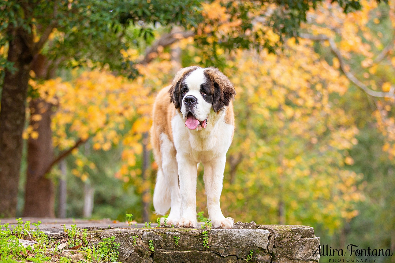 Walter's photo session at Castle Hill Heritage Park