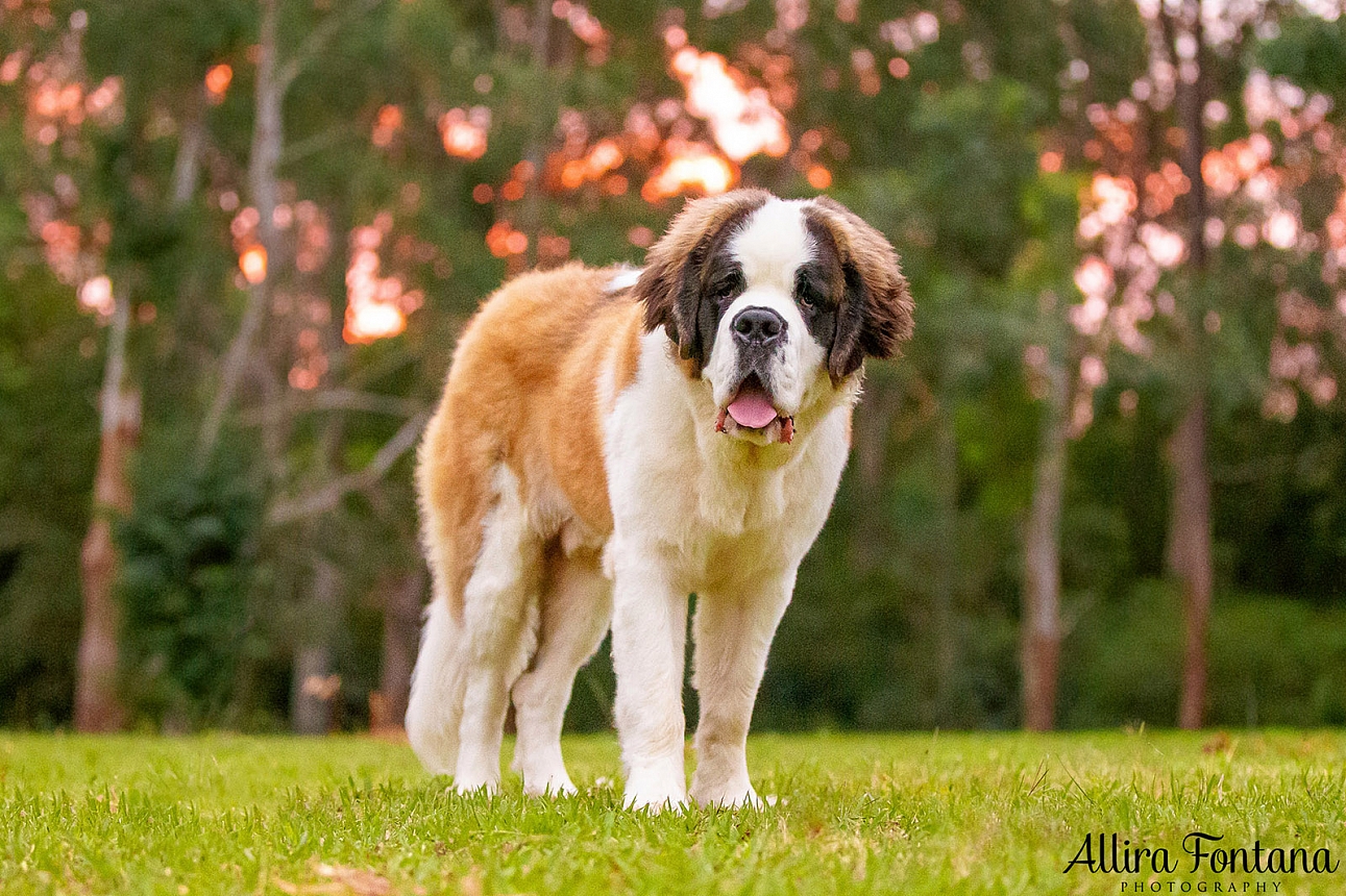 Walter's photo session at Castle Hill Heritage Park