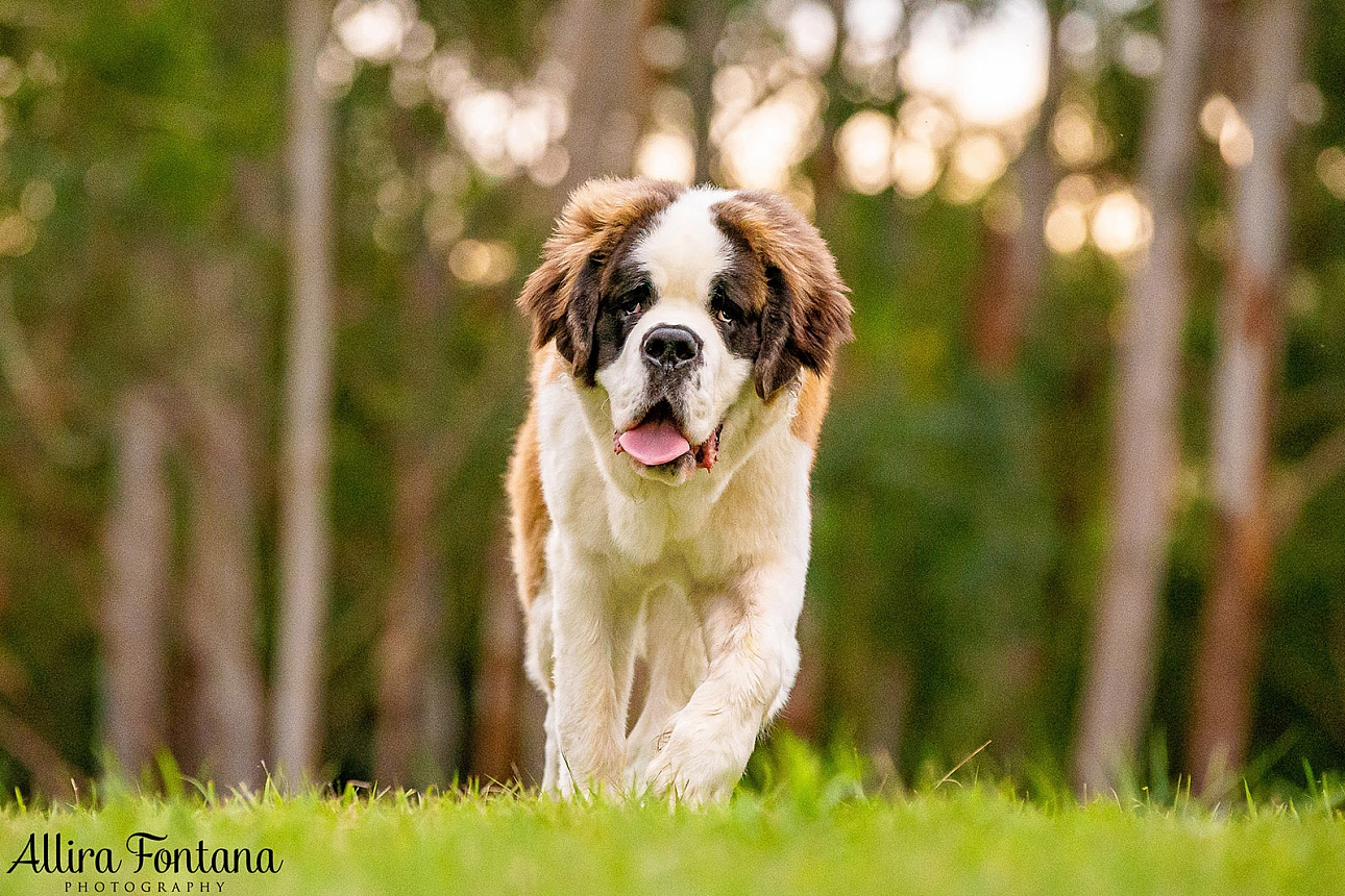 Walter's photo session at Castle Hill Heritage Park