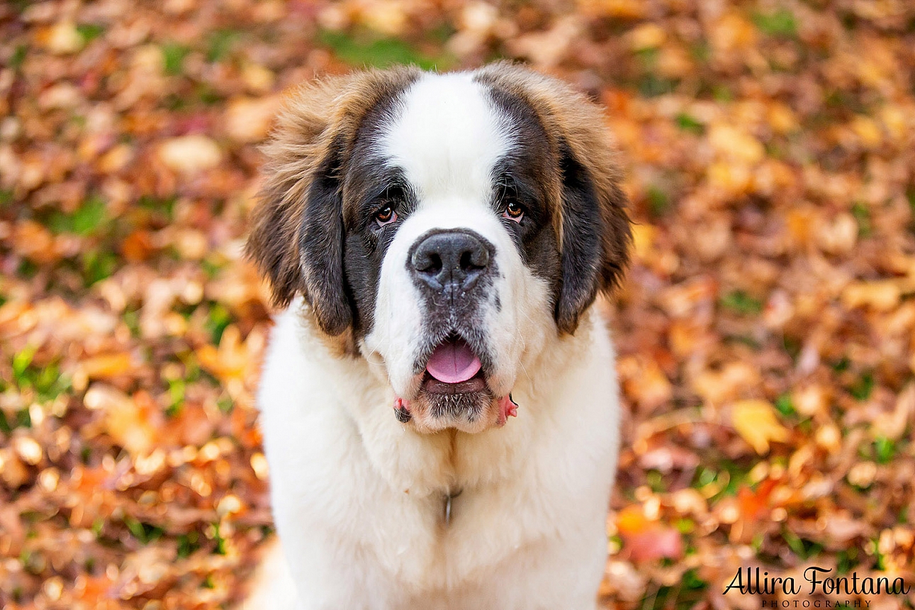 Walter's photo session at Castle Hill Heritage Park