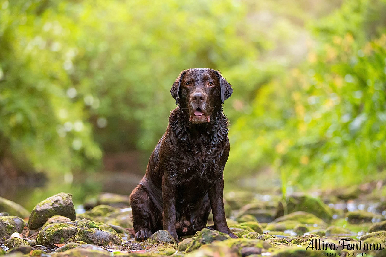 Tunks Park with Beren the Labrador 