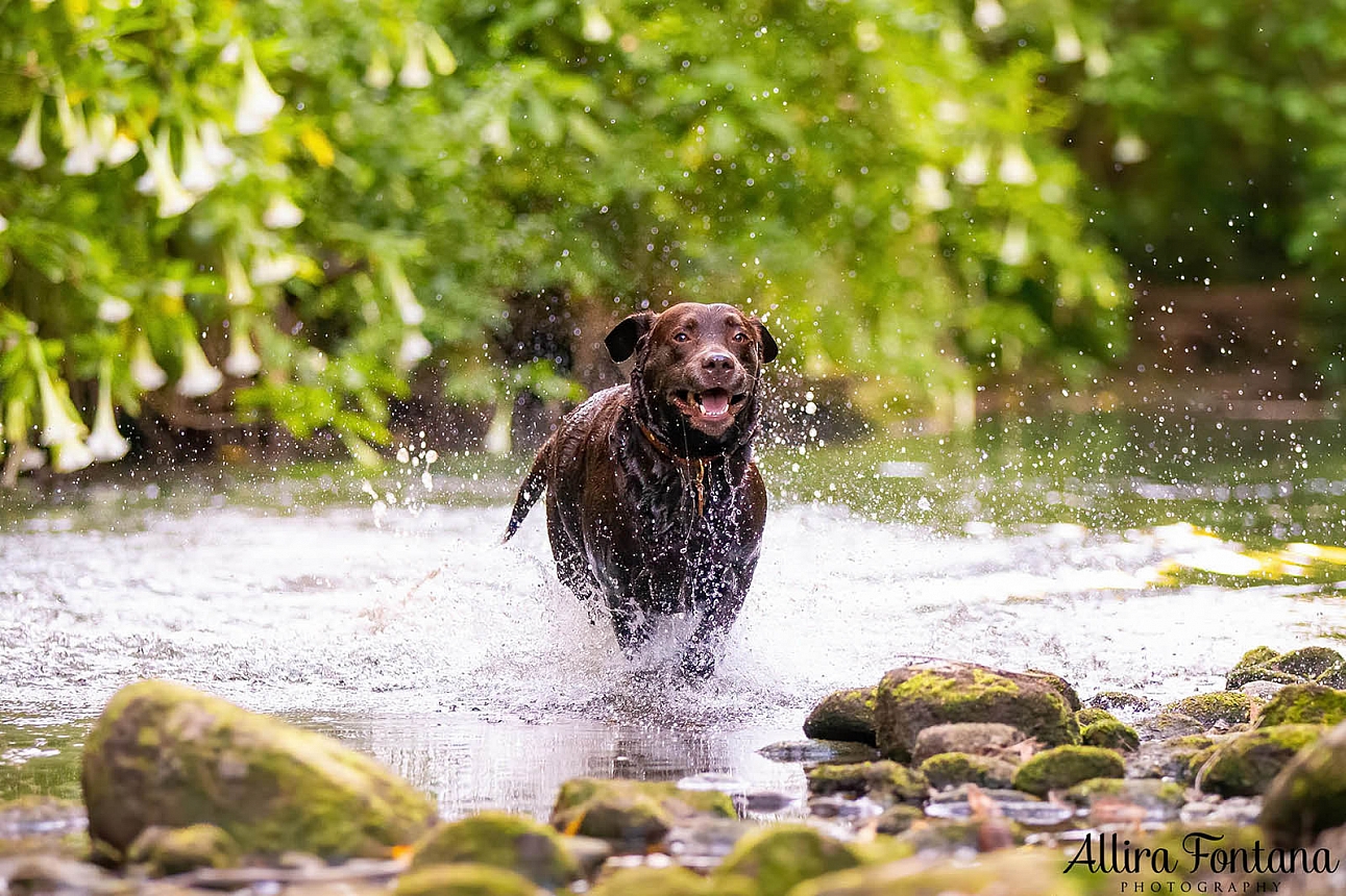 Tunks Park with Beren the Labrador 