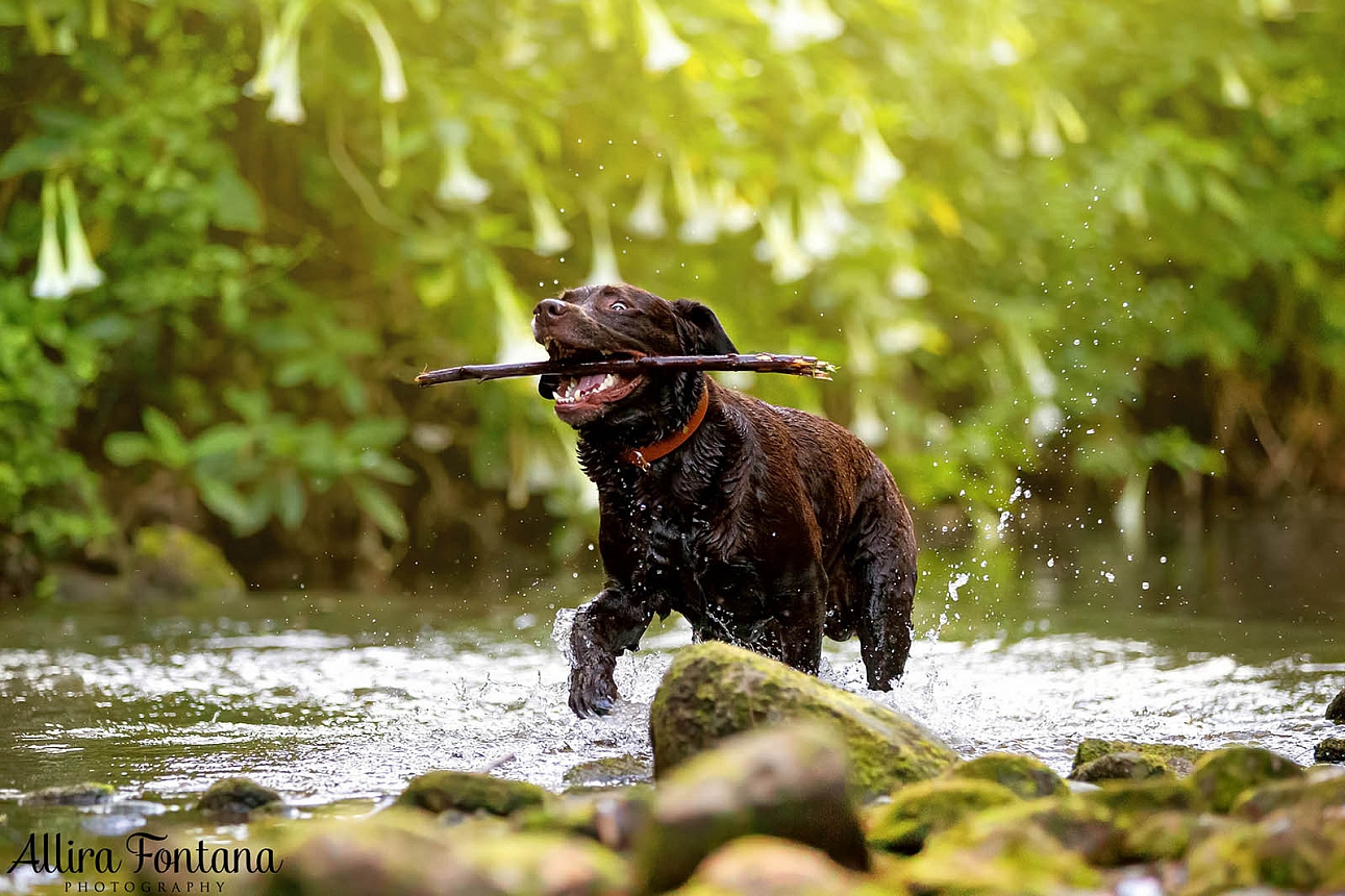 Tunks Park with Beren the Labrador 