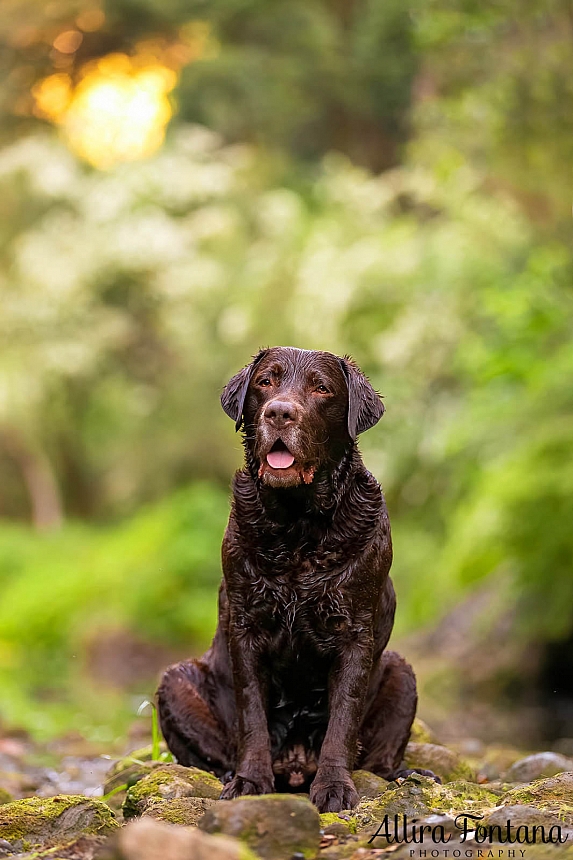 Tunks Park with Beren the Labrador 