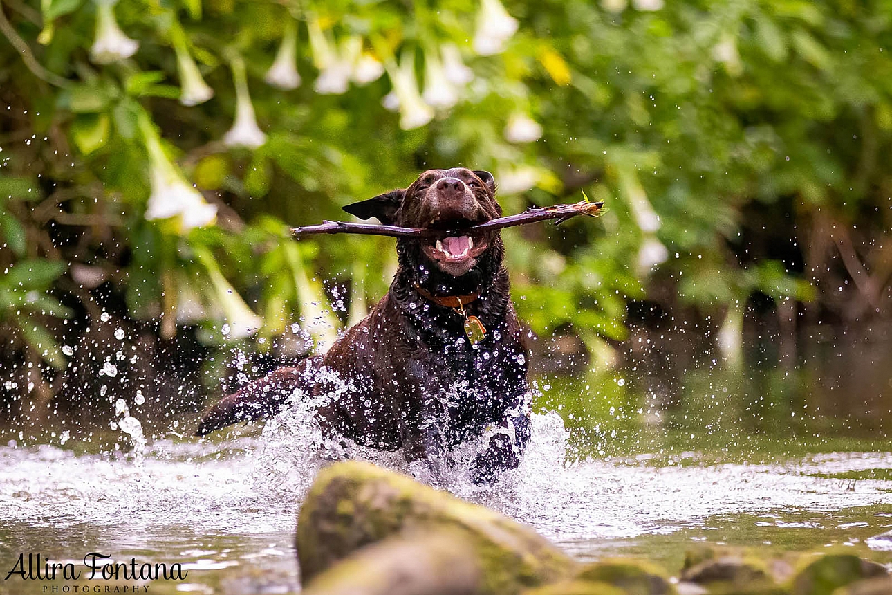 Tunks Park with Beren the Labrador 