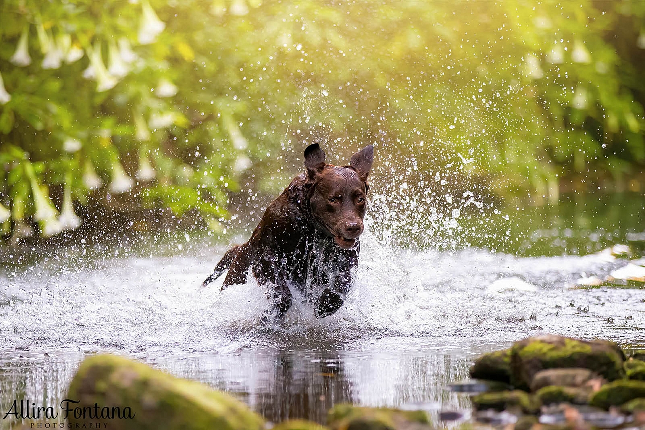 Tunks Park with Beren the Labrador 