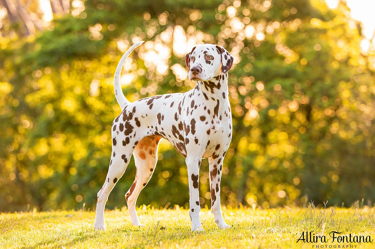 Bailey and Marshall's photo session at Fagan Park 