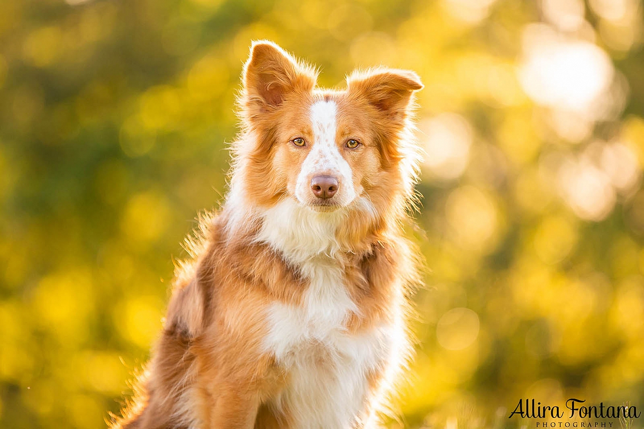 Bailey and Marshall's photo session at Fagan Park 