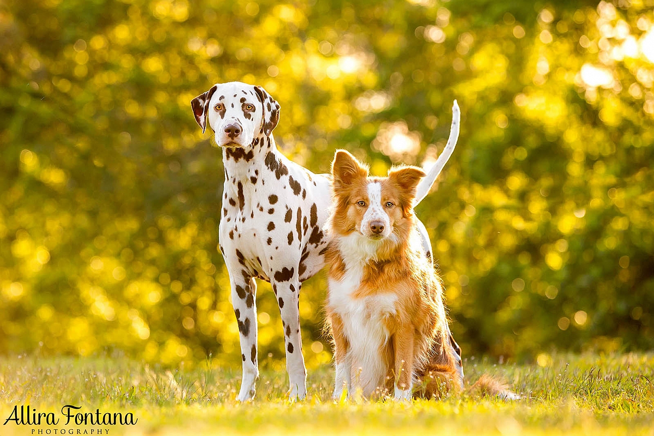 Bailey and Marshall's photo session at Fagan Park 